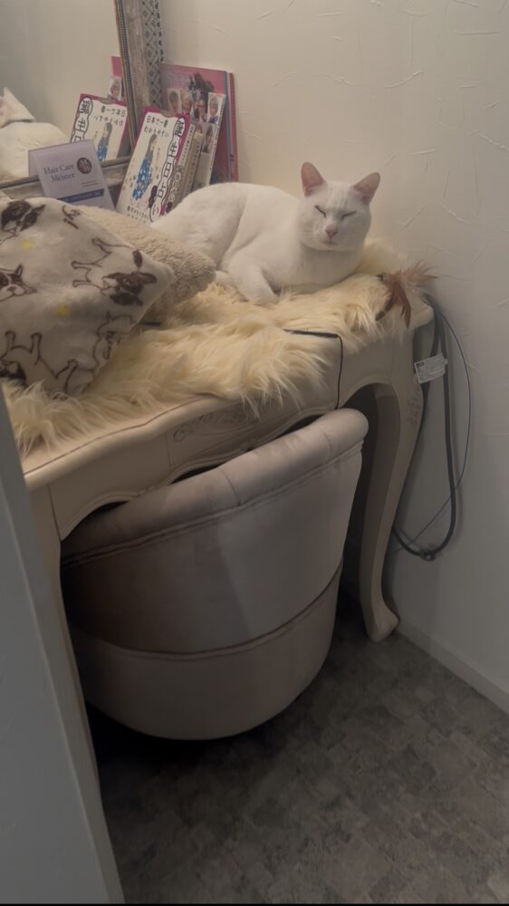 山口市　猫カフェ