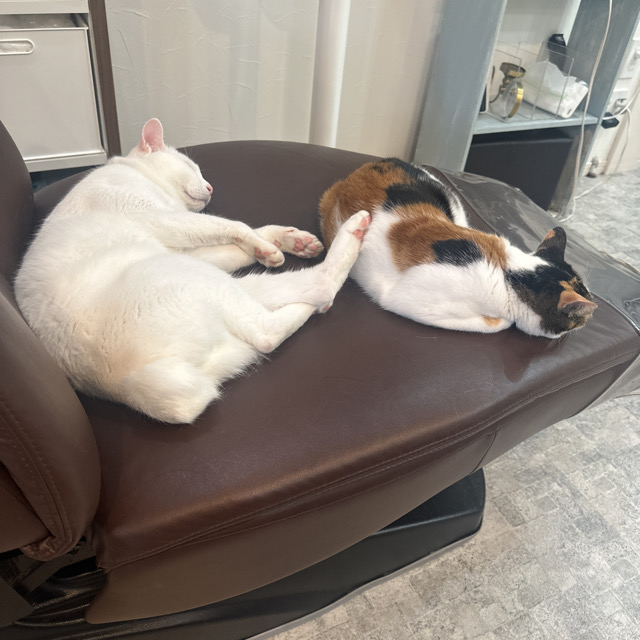 山口市　猫カフェ