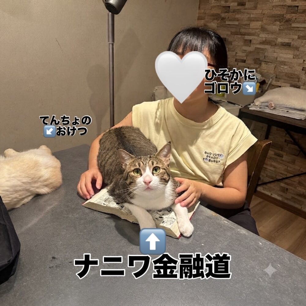 山口市　猫カフェ