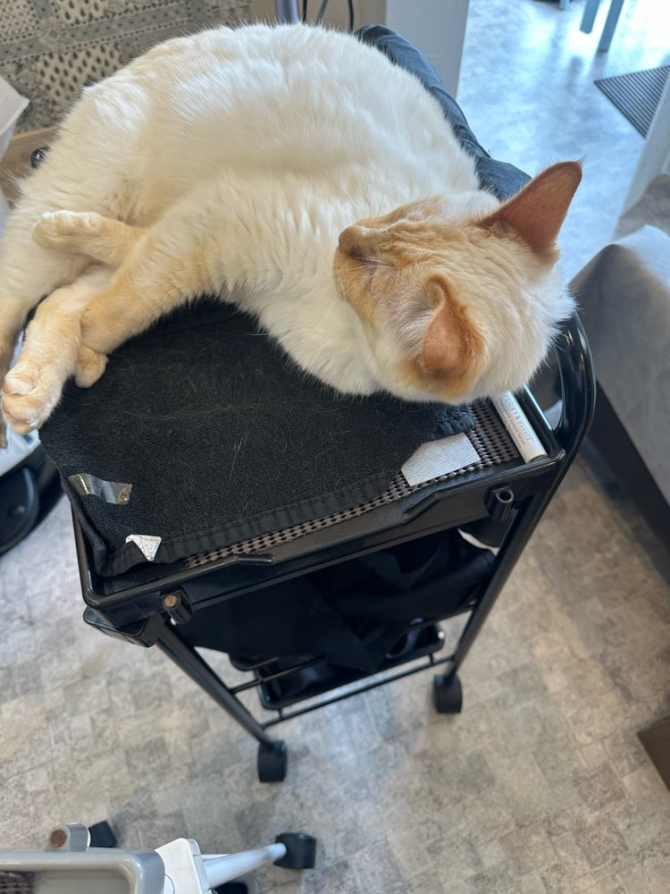 山口市　猫カフェ