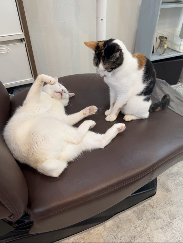 山口市　猫カフェ