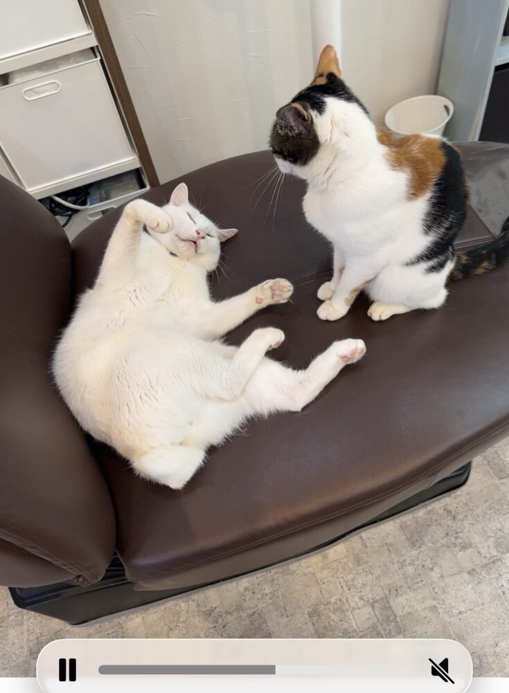 山口市　猫カフェ