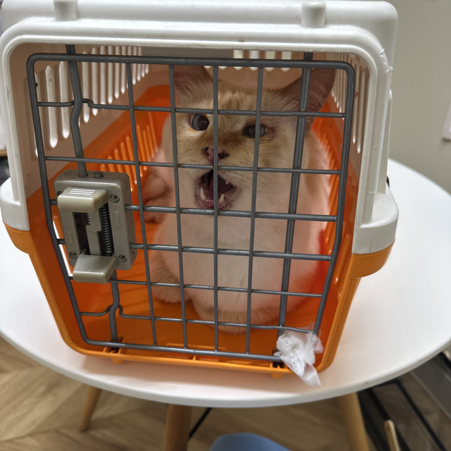 山口市　猫カフェ