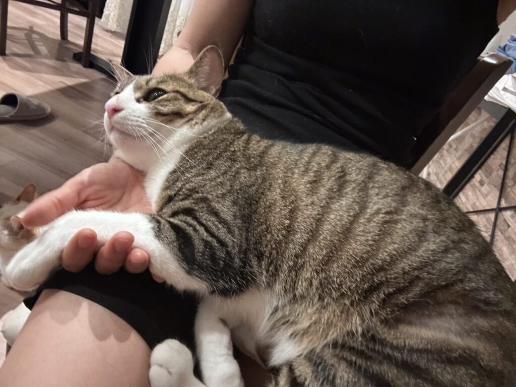 山口市　猫カフェ