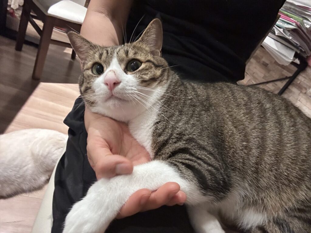 山口市　猫カフェ