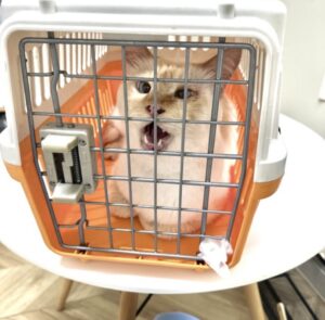 山口市　猫カフェ