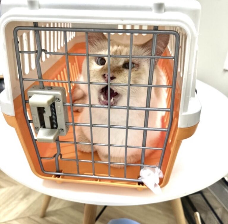 山口市　猫カフェ
